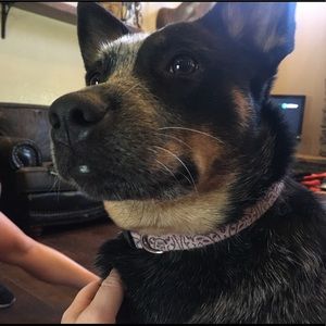 Meet your Posher, Julie